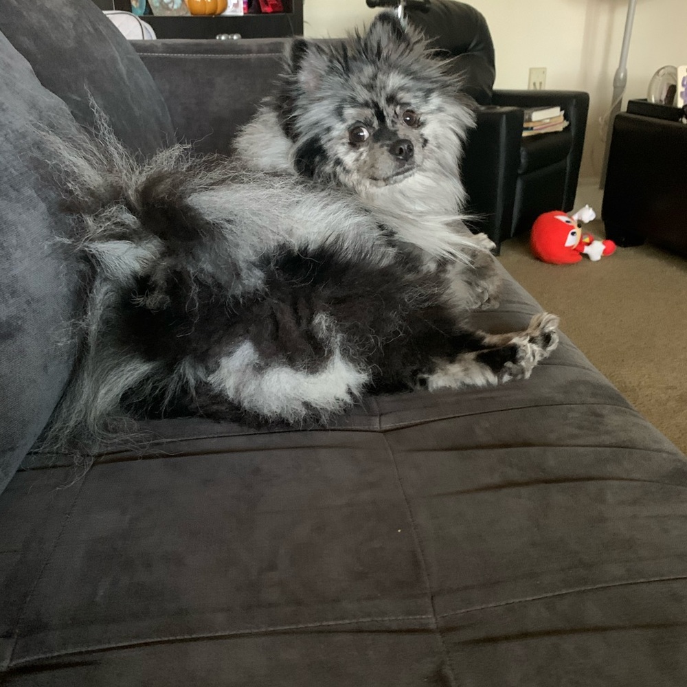 Meet your Posher, Lova